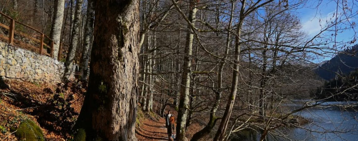 A tranquil winter scene with a person walking along a lakeside forest path under bare trees.